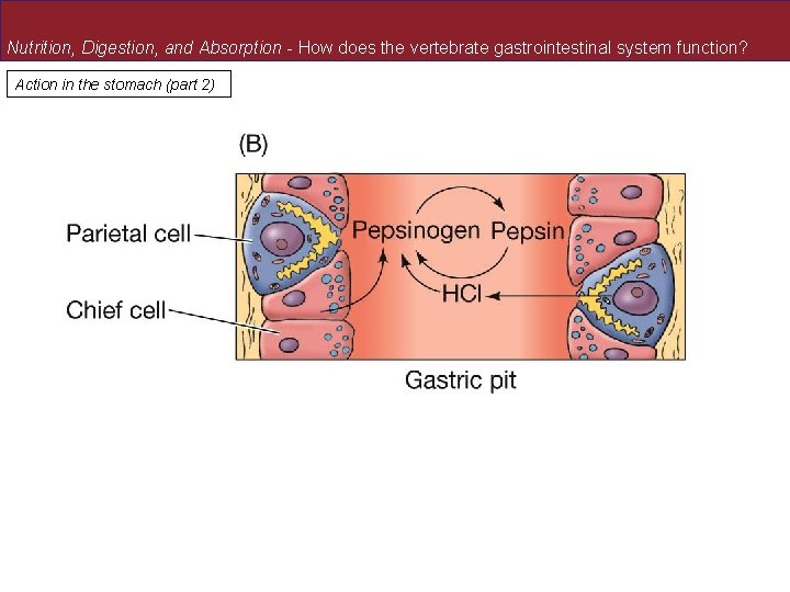 Nutrition, Digestion, and Absorption - How does the vertebrate gastrointestinal system function? Action in