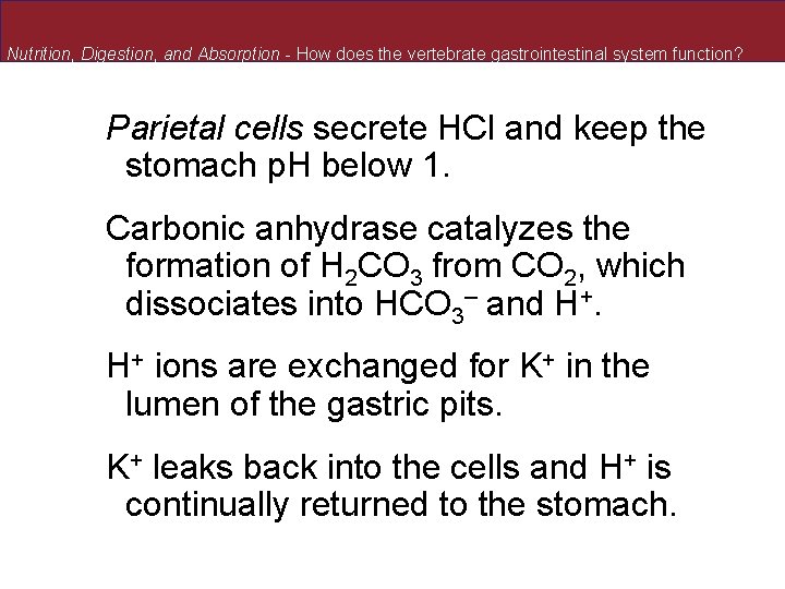 Nutrition, Digestion, and Absorption - How does the vertebrate gastrointestinal system function? Parietal cells