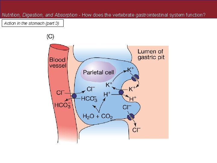 Nutrition, Digestion, and Absorption - How does the vertebrate gastrointestinal system function? Action in