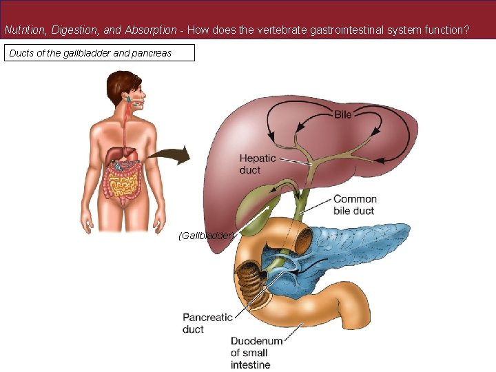 Nutrition, Digestion, and Absorption - How does the vertebrate gastrointestinal system function? Ducts of Nutrition, Digestion, and Absorption - How does the vertebrate gastrointestinal system function? Ducts of