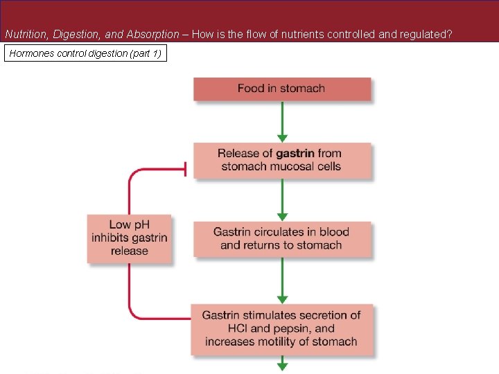 Nutrition, Digestion, and Absorption – How is the flow of nutrients controlled and regulated? Nutrition, Digestion, and Absorption – How is the flow of nutrients controlled and regulated?