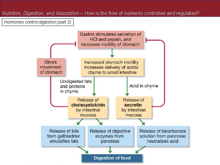 Nutrition, Digestion, and Absorption – How is the flow of nutrients controlled and regulated? Nutrition, Digestion, and Absorption – How is the flow of nutrients controlled and regulated?