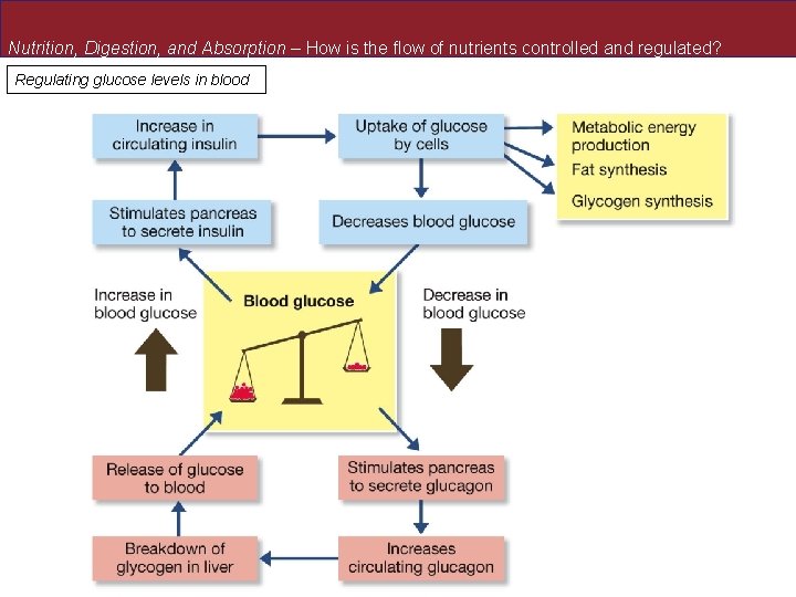 Nutrition, Digestion, and Absorption – How is the flow of nutrients controlled and regulated?