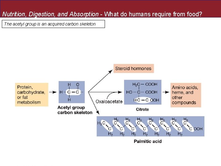 Nutrition, Digestion, and Absorption - What do humans require from food? The acetyl group