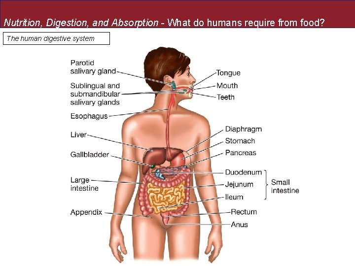 Nutrition, Digestion, and Absorption - What do humans require from food? The human digestive