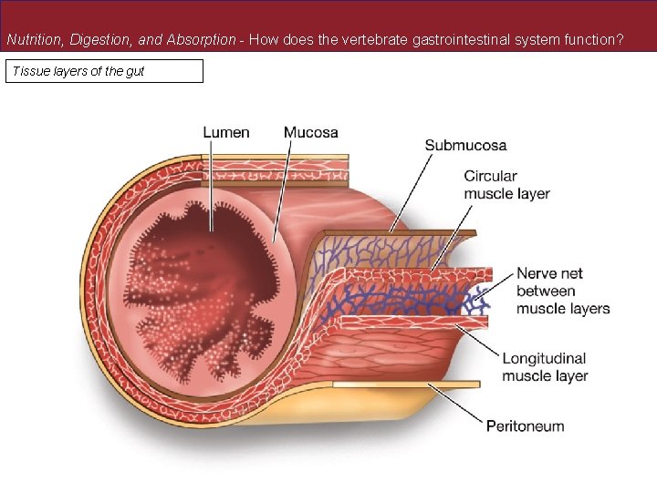 Nutrition, Digestion, and Absorption - How does the vertebrate gastrointestinal system function? Tissue layers Nutrition, Digestion, and Absorption - How does the vertebrate gastrointestinal system function? Tissue layers