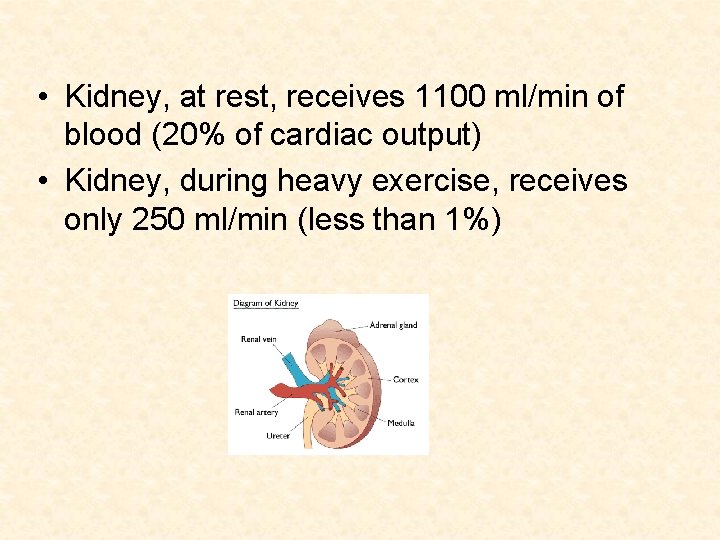  • Kidney, at rest, receives 1100 ml/min of blood (20% of cardiac output)