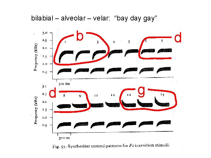 bilabial – alveolar – velar: “bay day gay” b d d g 