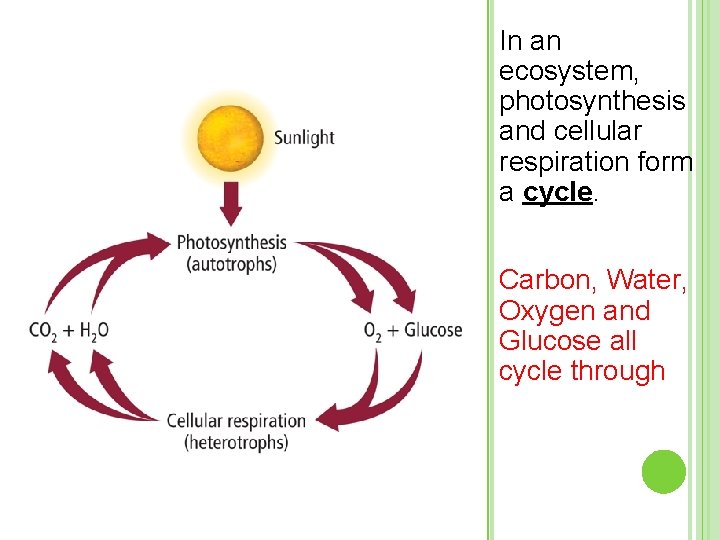 In an ecosystem, photosynthesis and cellular respiration form a cycle. Carbon, Water, Oxygen and