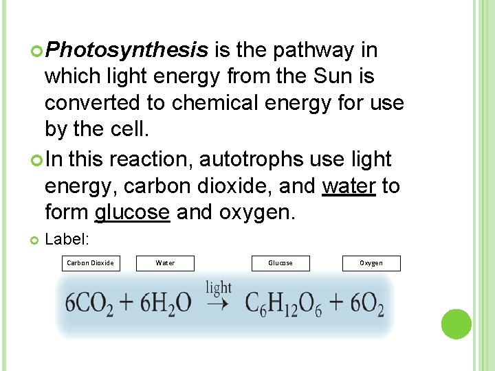  Photosynthesis is the pathway in which light energy from the Sun is converted