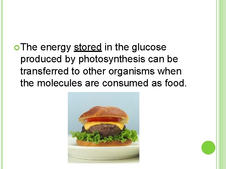  The energy stored in the glucose produced by photosynthesis can be transferred to