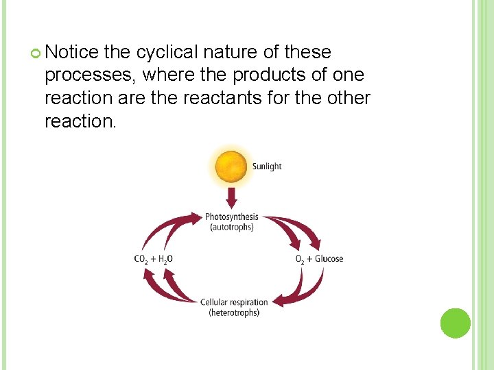  Notice the cyclical nature of these processes, where the products of one reaction