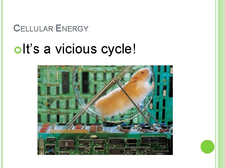 CELLULAR ENERGY It’s a vicious cycle! 