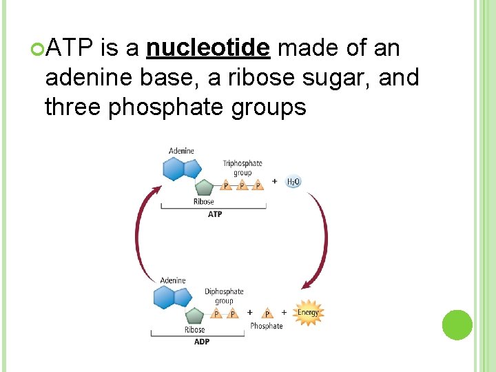  ATP is a nucleotide made of an adenine base, a ribose sugar, and