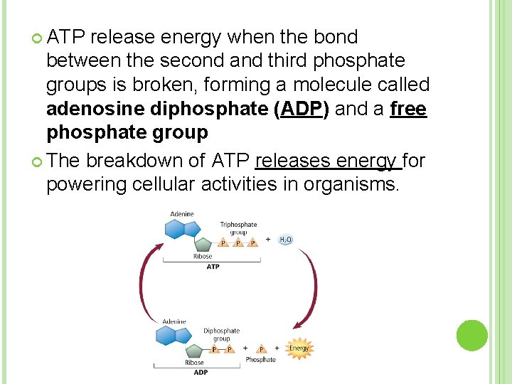  ATP release energy when the bond between the second and third phosphate groups