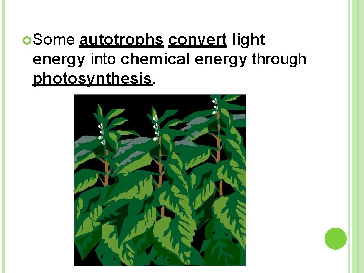  Some autotrophs convert light energy into chemical energy through photosynthesis. 