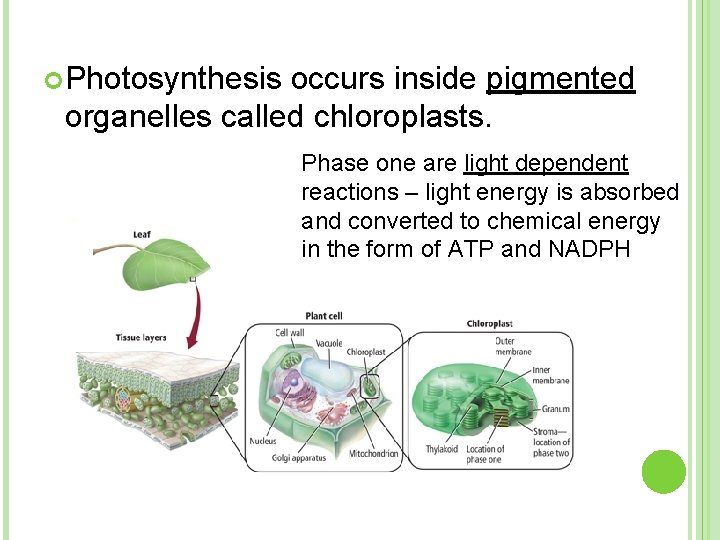  Photosynthesis occurs inside pigmented organelles called chloroplasts. Phase one are light dependent reactions