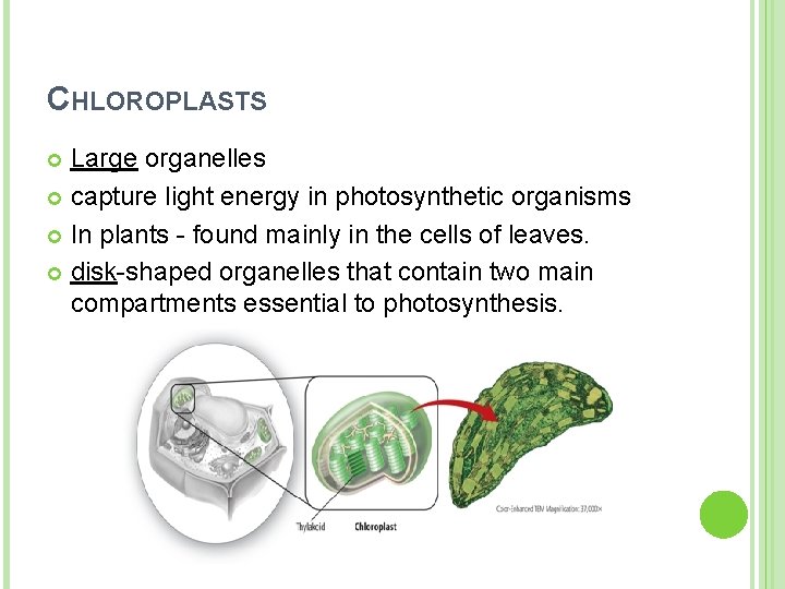 CHLOROPLASTS Large organelles capture light energy in photosynthetic organisms In plants - found mainly