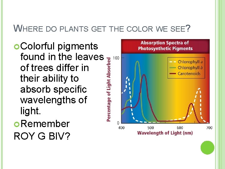 WHERE DO PLANTS GET THE COLOR WE SEE? Colorful pigments found in the leaves