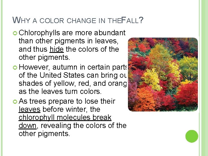 WHY A COLOR CHANGE IN THEF ALL? Chlorophylls are more abundant than other pigments