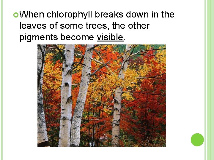  When chlorophyll breaks down in the leaves of some trees, the other pigments