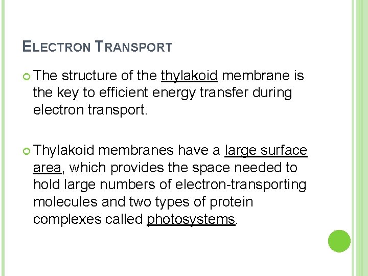 ELECTRON TRANSPORT The structure of the thylakoid membrane is the key to efficient energy