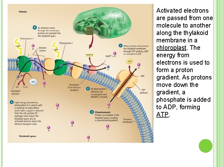 Activated electrons are passed from one molecule to another along the thylakoid membrane in