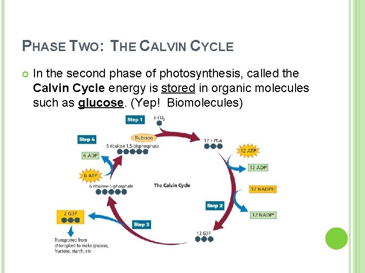 PHASE TWO: THE CALVIN CYCLE In the second phase of photosynthesis, called the Calvin