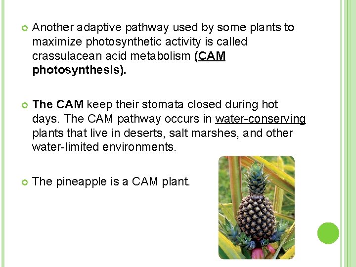  Another adaptive pathway used by some plants to maximize photosynthetic activity is called