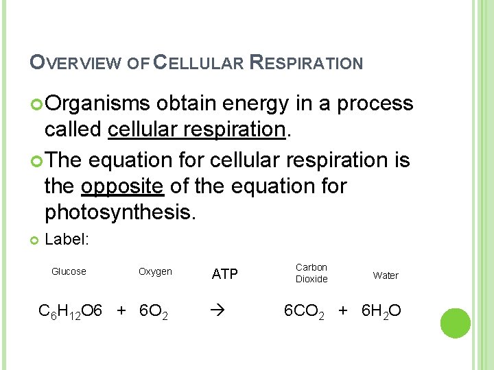 OVERVIEW OF CELLULAR RESPIRATION Organisms obtain energy in a process called cellular respiration. The