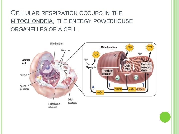 CELLULAR RESPIRATION OCCURS IN THE MITOCHONDRIA, THE ENERGY POWERHOUSE ORGANELLES OF A CELL. 