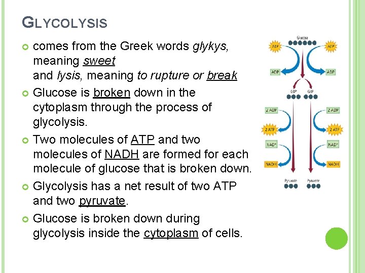 GLYCOLYSIS comes from the Greek words glykys, meaning sweet and lysis, meaning to rupture