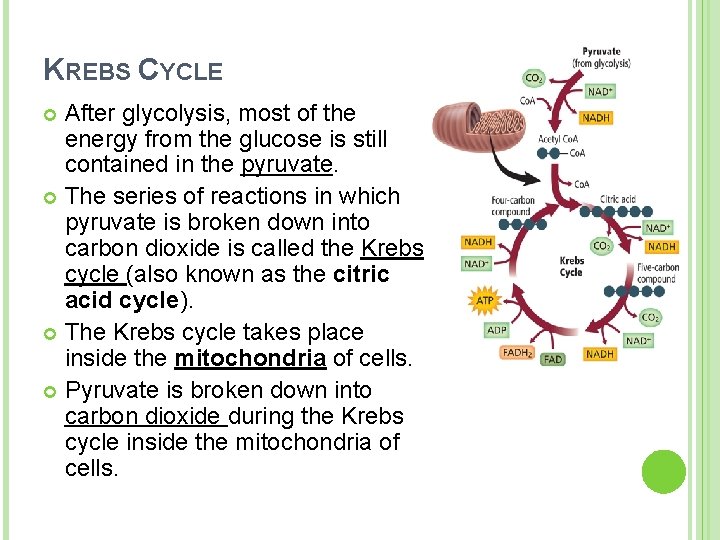 KREBS CYCLE After glycolysis, most of the energy from the glucose is still contained