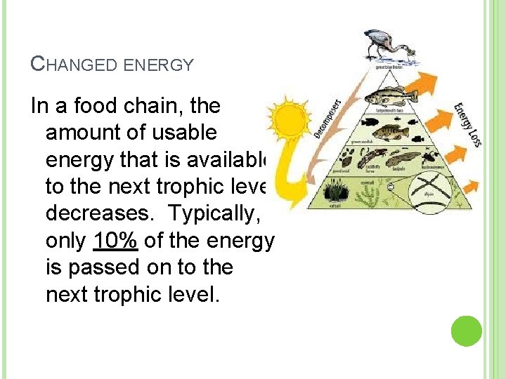 CHANGED ENERGY In a food chain, the amount of usable energy that is available