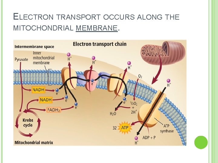 ELECTRON TRANSPORT OCCURS ALONG THE MITOCHONDRIAL MEMBRANE. 