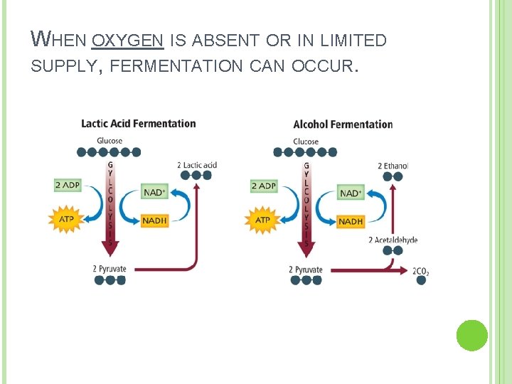 WHEN OXYGEN IS ABSENT OR IN LIMITED SUPPLY, FERMENTATION CAN OCCUR. 