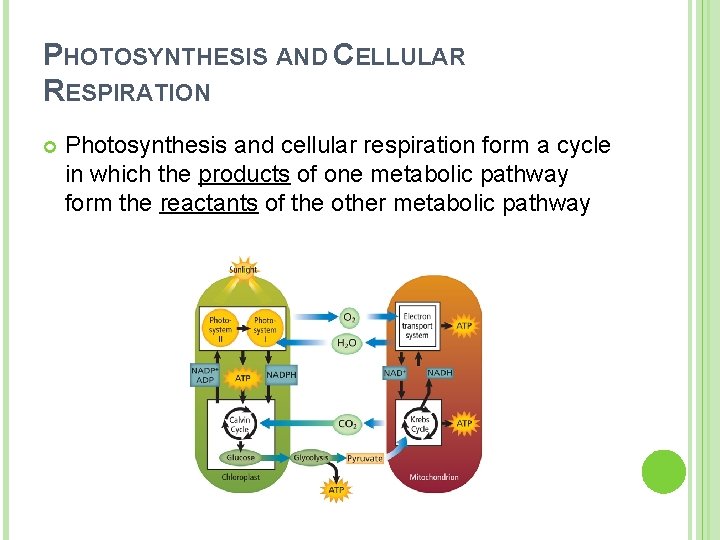 PHOTOSYNTHESIS AND CELLULAR RESPIRATION Photosynthesis and cellular respiration form a cycle in which the