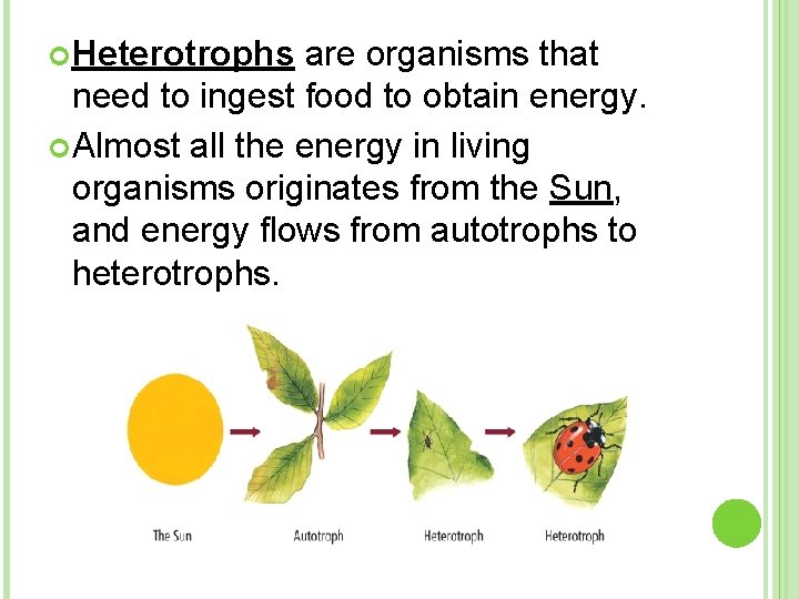  Heterotrophs are organisms that need to ingest food to obtain energy. Almost all