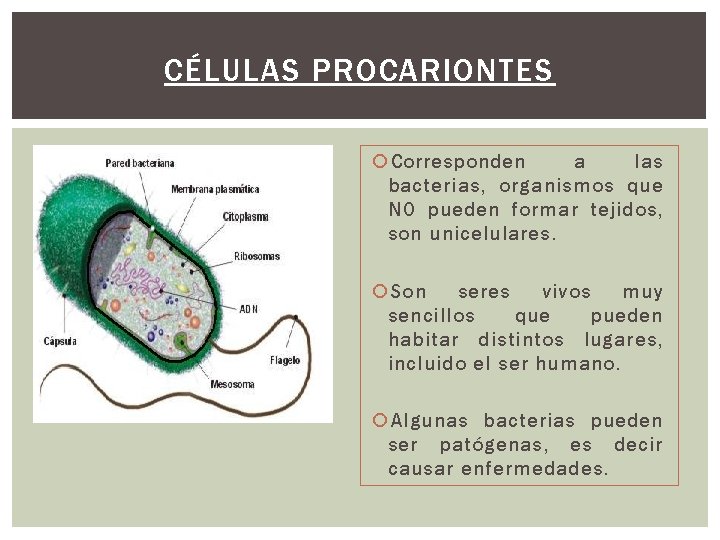 CÉLULAS PROCARIONTES Corresponden a las bacterias, organismos que NO pueden formar tejidos, son unicelulares. CÉLULAS PROCARIONTES Corresponden a las bacterias, organismos que NO pueden formar tejidos, son unicelulares.