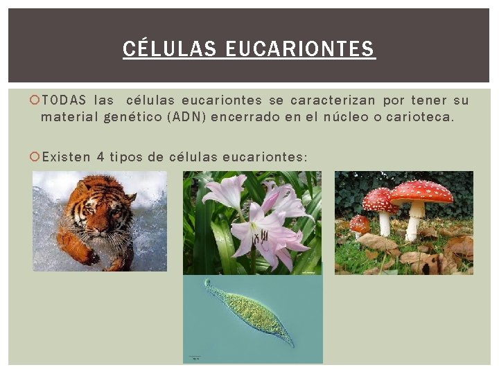 CÉLULAS EUCARIONTES TODAS las células eucariontes se caracterizan por tener su material genético (ADN) CÉLULAS EUCARIONTES TODAS las células eucariontes se caracterizan por tener su material genético (ADN)
