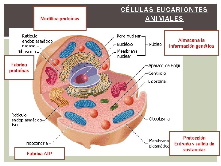 Modifica proteínas CÉLULAS EUCARIONTES ANIMALES Almacena la información genética Fabrica proteínas Fabrica ATP Protección Modifica proteínas CÉLULAS EUCARIONTES ANIMALES Almacena la información genética Fabrica proteínas Fabrica ATP Protección