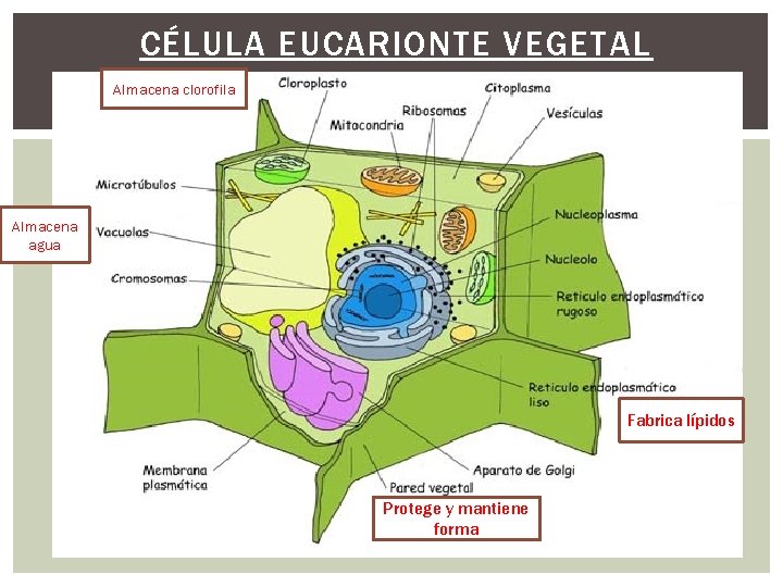 CÉLULA EUCARIONTE VEGETAL Almacena clorofila Almacena agua Fabrica lípidos Protege y mantiene forma CÉLULA EUCARIONTE VEGETAL Almacena clorofila Almacena agua Fabrica lípidos Protege y mantiene forma