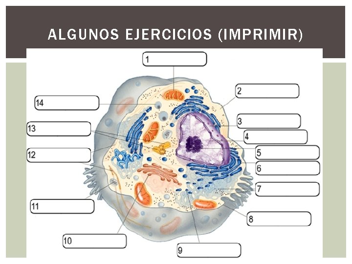 ALGUNOS EJERCICIOS (IMPRIMIR) ALGUNOS EJERCICIOS (IMPRIMIR)