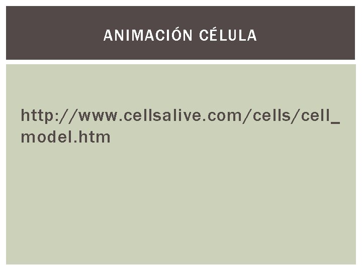 ANIMACIÓN CÉLULA http: //www. cellsalive. com/cells/cell_ model. htm ANIMACIÓN CÉLULA http: //www. cellsalive. com/cells/cell_ model. htm