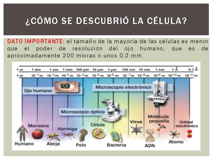 ¿CÓMO SE DESCUBRIÓ LA CÉLULA? DATO IMPORTANTE: el tamaño de la mayoría de las ¿CÓMO SE DESCUBRIÓ LA CÉLULA? DATO IMPORTANTE: el tamaño de la mayoría de las