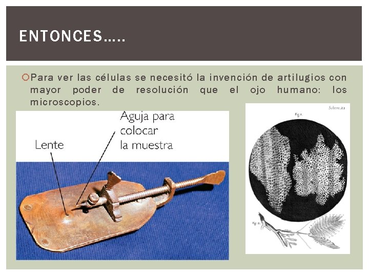 ENTONCES…. . Para ver las células se necesitó la invención de artilugios con mayor ENTONCES…. . Para ver las células se necesitó la invención de artilugios con mayor