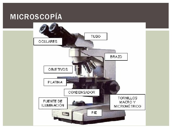 MICROSCOPÍA MICROSCOPÍA