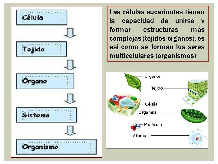 UNIDAD 1 ESTRUCTURA Y FUNCIN DE LA CLULA