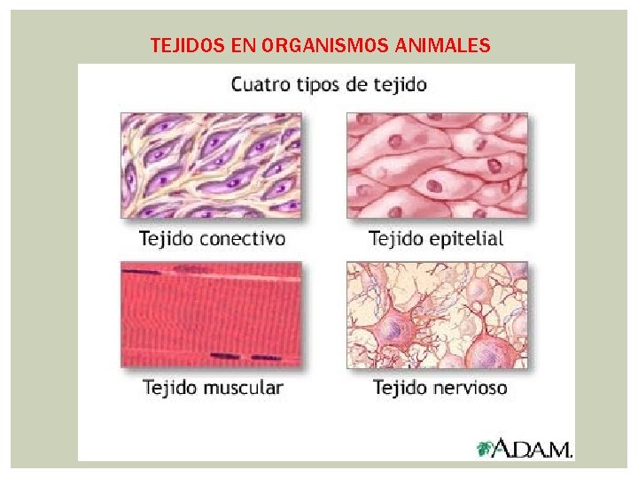 TEJIDOS EN ORGANISMOS ANIMALES TEJIDOS EN ORGANISMOS ANIMALES