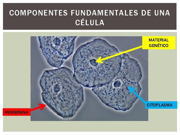 COMPONENTES FUNDAMENTALES DE UNA CÉLULA MATERIAL GENÉTICO CITOPLASMA MEMBRANA COMPONENTES FUNDAMENTALES DE UNA CÉLULA MATERIAL GENÉTICO CITOPLASMA MEMBRANA